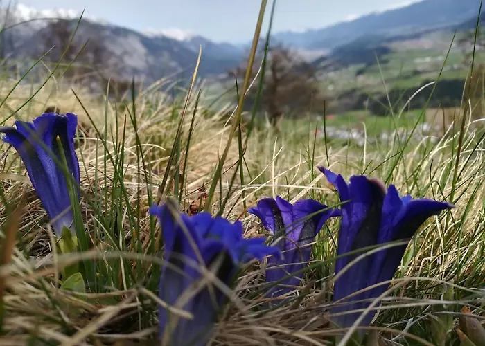 فندق مبيت وإفطار Huber - Tiroler 3*